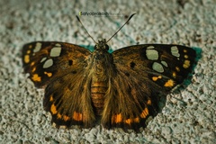 Coladenia indrani