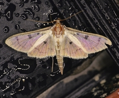 Lygropia tripunctata