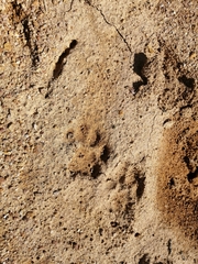 Caracal caracal