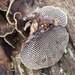 Hexagonia tenuis - Photo (c) susan brown, μερικά δικαιώματα διατηρούνται (CC BY-NC), uploaded by susan brown