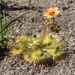 Pimpernel Sundew - Photo (c) Yingyod Lapwong, some rights reserved (CC BY-NC), uploaded by Yingyod Lapwong
