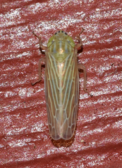 Graminella fitchii