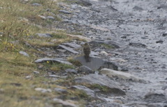 Carduelis citrinella