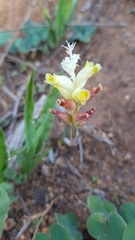 Lachenalia lutea