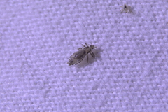 Pediculus humanus