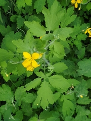 Chelidonium majus