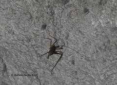 Dolichopoda geniculata