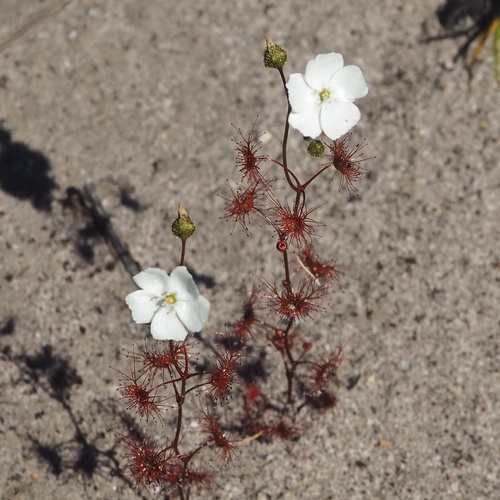Drosera peltata iNat (1)