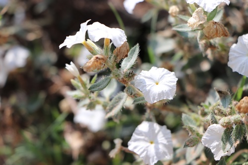 Euploca convolvulacea, photograph 1
