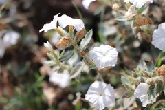 Euploca convolvulacea, photograph samlutfy, CC BY, iNaturalist via GBIF