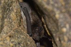 Myotis albescens