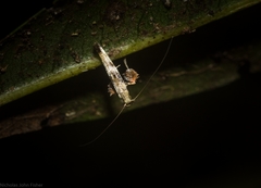 Cyphosticha panconita