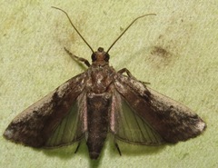 Ectomyelois muriscis
