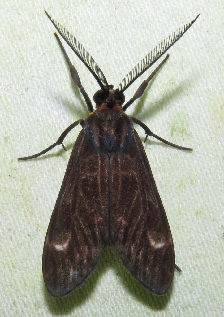 Eucereon facundum