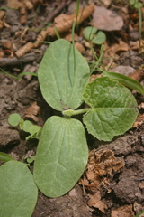 Cucurbita ecuadorensis