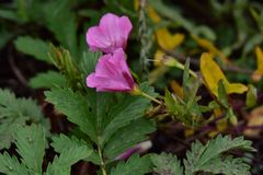 Convolvulus chinensis