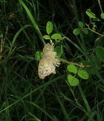 Junonia atlites