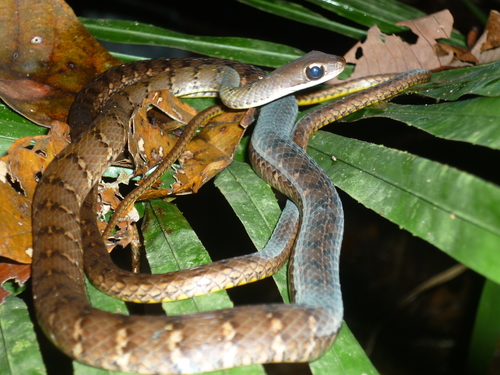 Photo of a Olive Forest Racer (Dendrophidion dendrophis)
