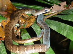 Dendrophidion dendrophis