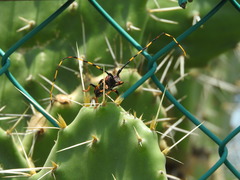 Trachyderes elegans