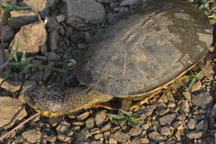 Mesoclemmys tuberculata
