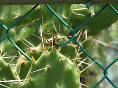 Trachyderes elegans
