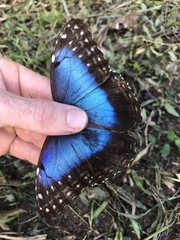 Morpho helenor peleides