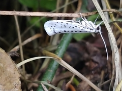 Yponomeuta multipunctella