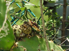Trachyderes elegans