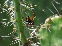 Trachyderes elegans