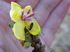 Horvathiolus guttatus