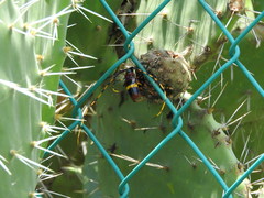 Trachyderes elegans