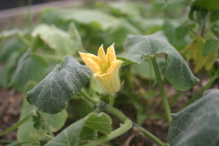 Cucurbita ecuadorensis