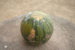 Cucurbita ecuadorensis