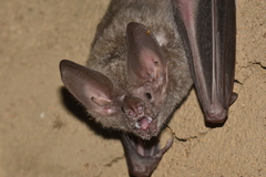 Trachops cirrhosus