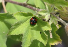 Cheilomenes sexmaculata