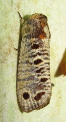 Biocellata alfarae