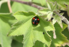 Cheilomenes sexmaculata