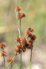 Juncus scirpoides