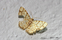 Heterostegane warreni