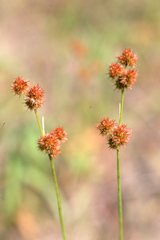 Juncus scirpoides
