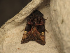 Euplexia lucipara