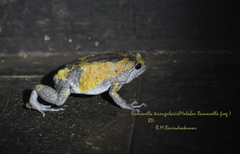 Uperodon triangularis