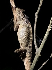 Acanthosaura