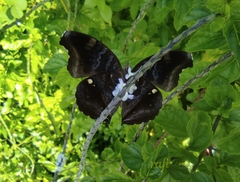 Junonia iphita