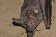 Trachops cirrhosus