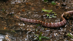 Coelognathus helena