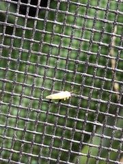 Cacopsylla annulata