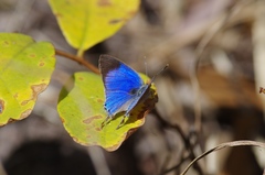 Hemiolaus caeculus caeculus