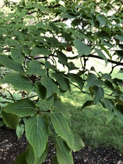 Cornus kousa